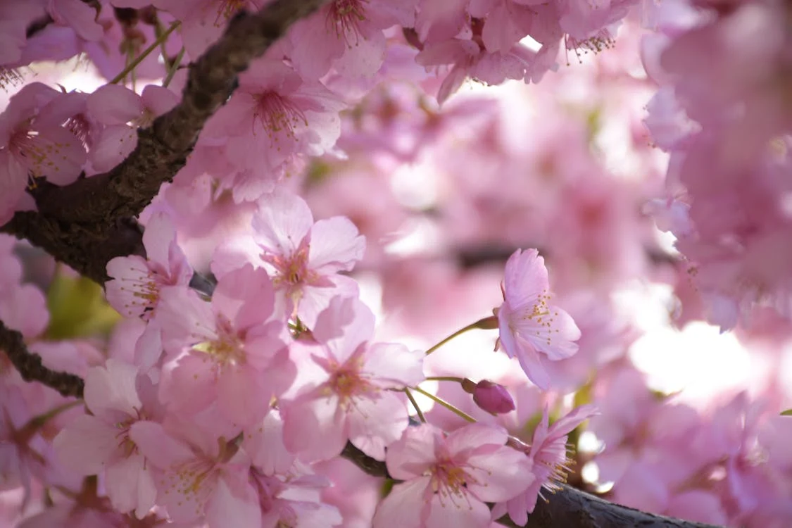 Foto di fiori di ciliegio rosa