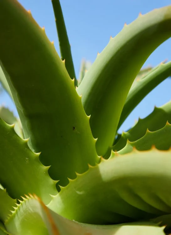 Foto di una pianta di aloe